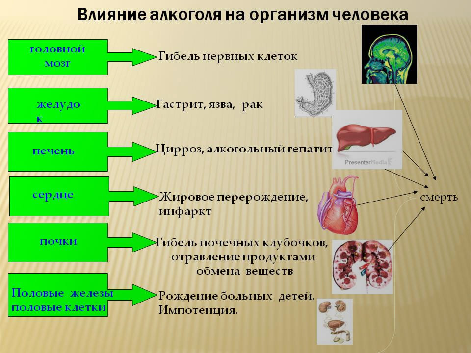Инфографика о вреде алкоголя на внутренние органы